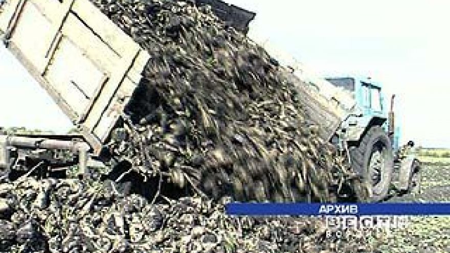 Убрано более 90% площадей сахарной свёклы