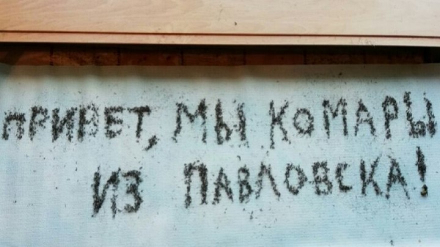 Обработку от личинок комаров в Воронежской области назвали неэффективной