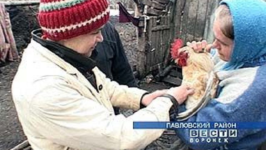 К вакцинации птицы приступили в Павловском районе