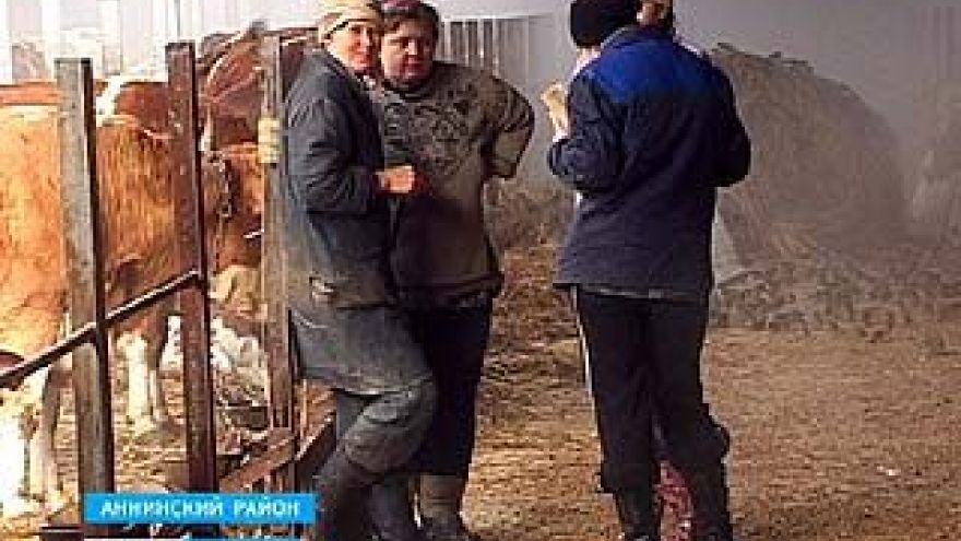 В поселке Дерябкино Аннинского района вдвое уменьшилось поголовье коров