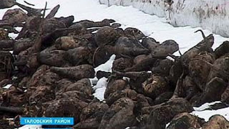 180 тысяч тонн сахарной свёклы остаются на полях Таловского района