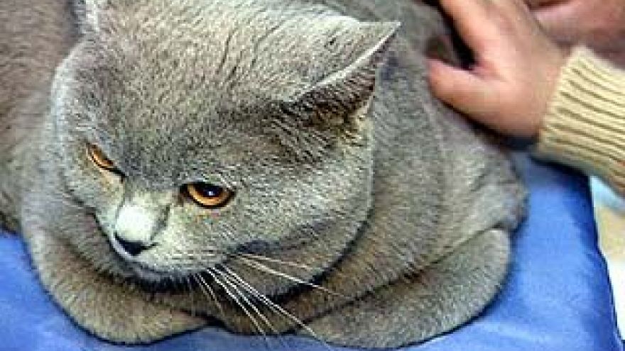Воронежцы любят кошек больше, чем собак