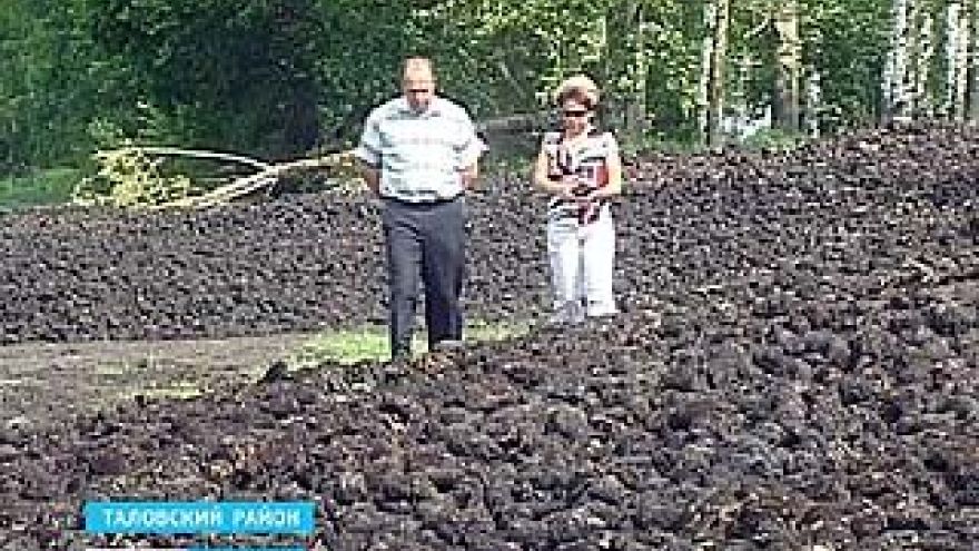 Воронежские аграрии сокращают посевы свеклы и переходят на рапс, кукурузу и сою