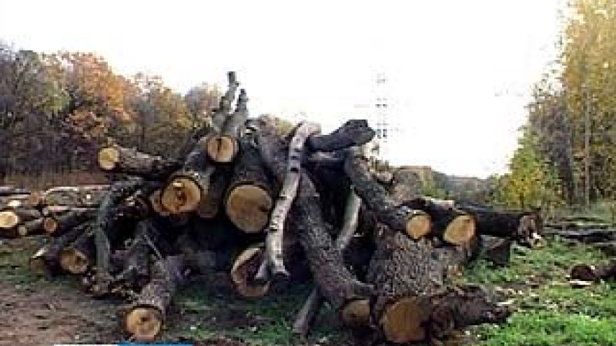 Нагорная дубрава на Ломоносова заметно поредела