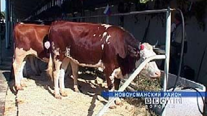 На развитие животноводства в области направлено три миллиарда рублей