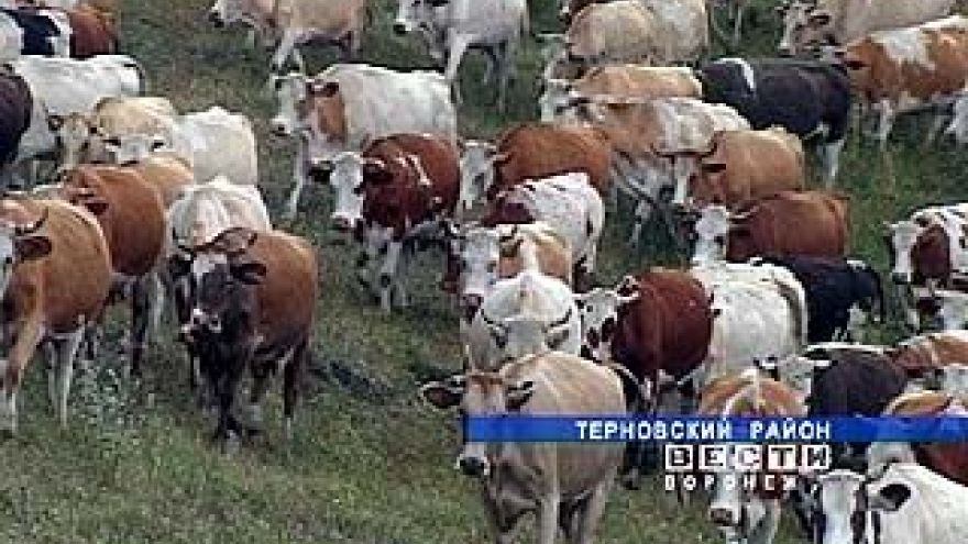 Терновским молочникам не до веселья