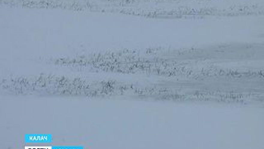 Долгожданный снег выпал на юге Воронежской области - поля теперь морозоустойчивы