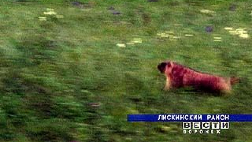 В Лискинском районе сурки оказались под угрозой уничтожения
