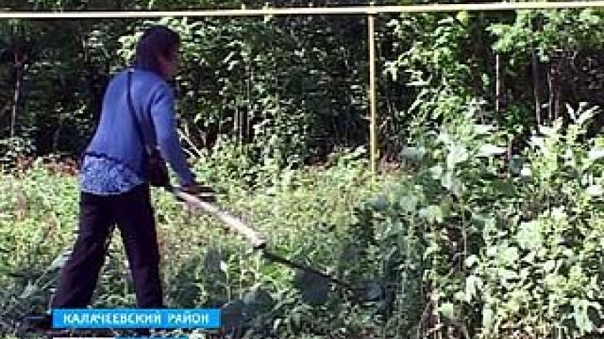Калачеевский район - абсолютный чемпион области по заражению амброзией