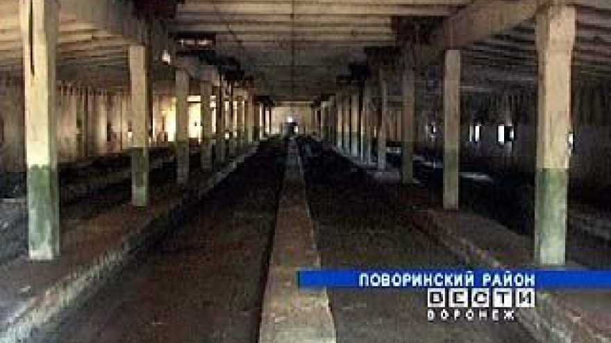 Поворинская птицефабрика стала банкротом