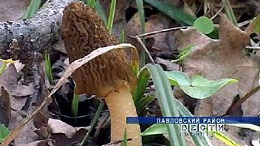 Многие жители Воронежской области открыли грибной сезон
