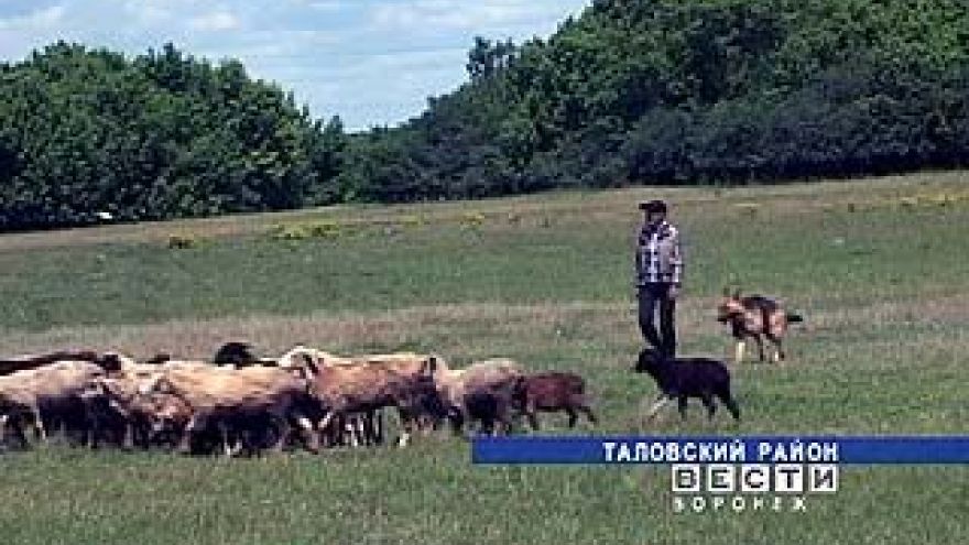 Пастухи в Таловском районе на особом счету