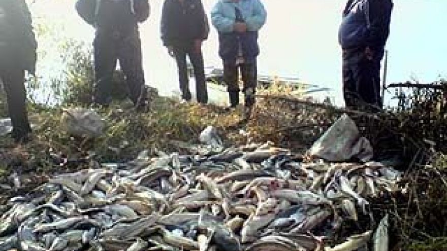 Почти 2 миллиона рублей за хищнический лов рыбы должны выплатить браконьеры