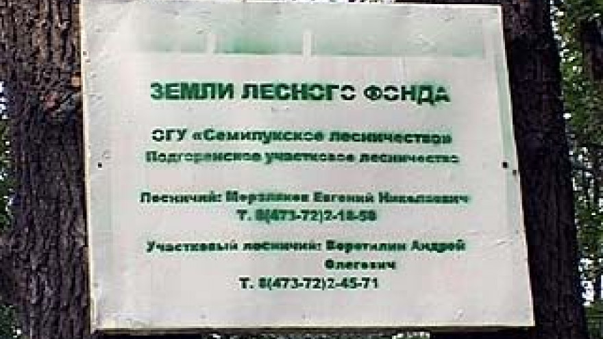 Лесники не согласны отдать лес около Ямного под дачную застройку