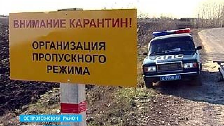 Ввоз мяса и свиней в Воронежскую область из Краснодарского края теперь под запретом