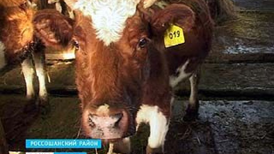 Зимовка для крупного рогатого скота выдалась нелегкой
