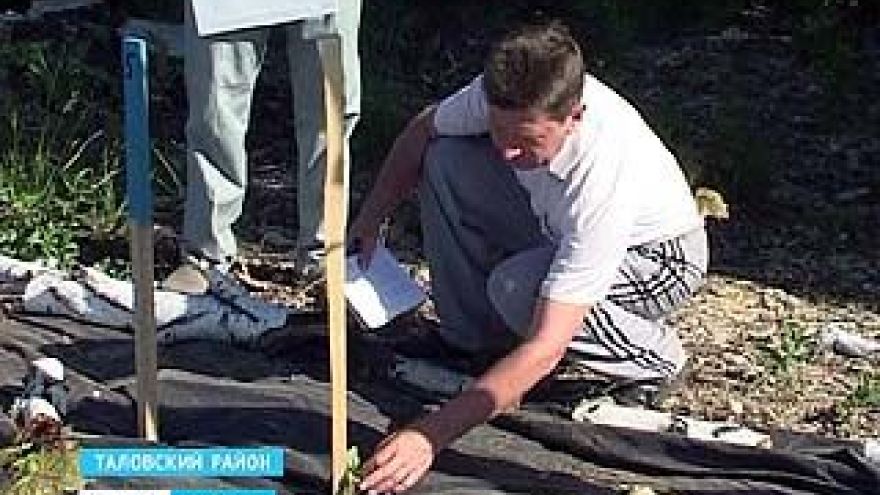 Лесополосы вдоль полей пересаживают - защищать посевы будут новые деревья
