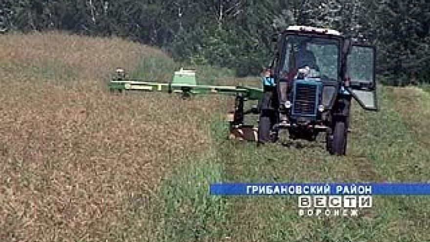 В Воронежской области сенокосу помешали дожди