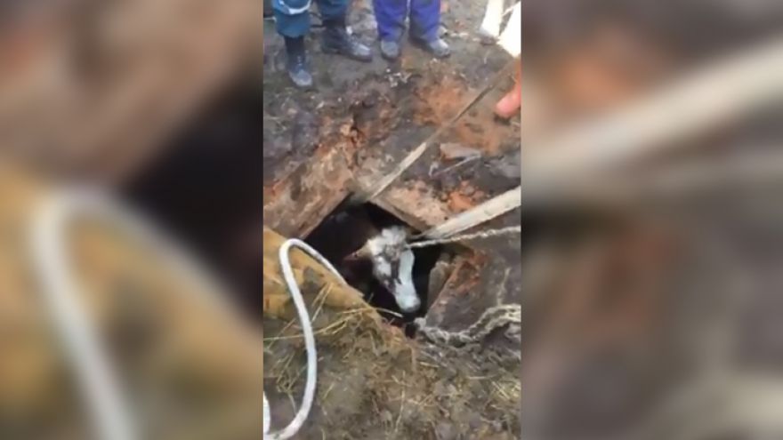 Операция по спасению коровы из погреба в Воронежской области попала на видео