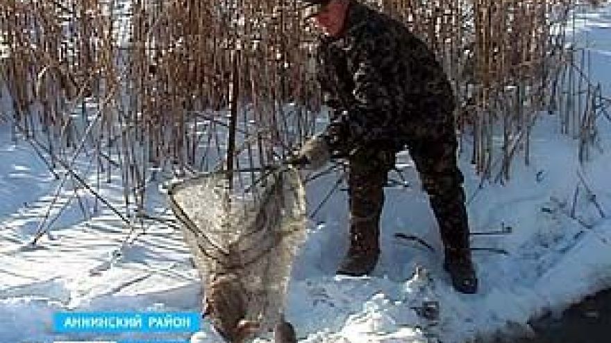 В Аннинском районе на реке Битюг зафиксирован массовый замор рыбы