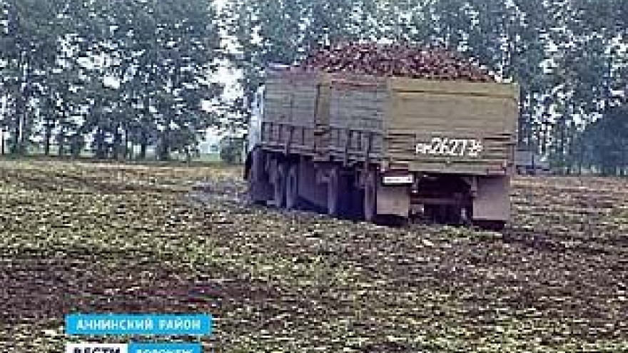 Сахарный завод в Аннинском районе опять не может справиться с урожаем