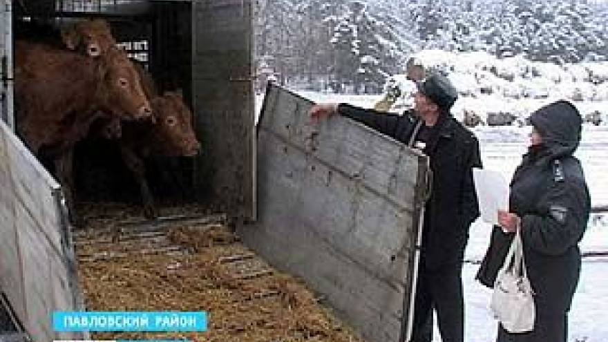 Россельхознадзор может ограничить ввоз скота из Европы из-за вспышки вируса