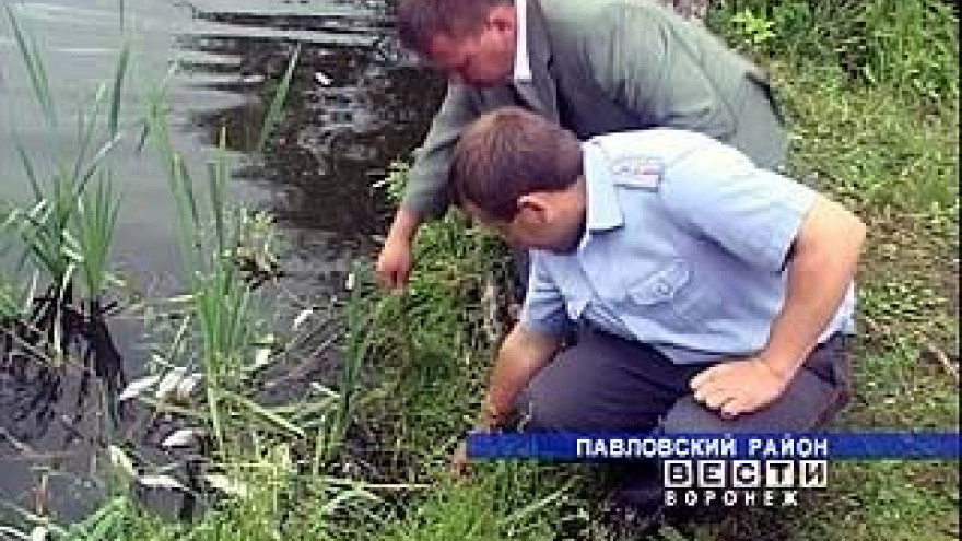 Массовая гибель рыбы зафиксирована в Павловском районе