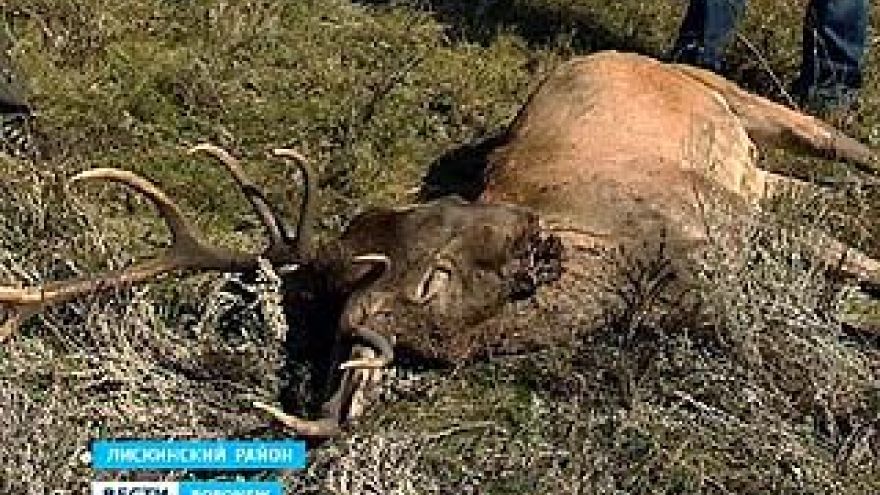 В Воронежской области браконьеры убили благородного оленя