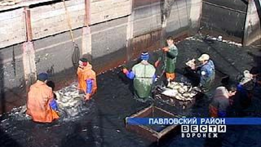 Правительство Воронежской области поддержит рыбоводство