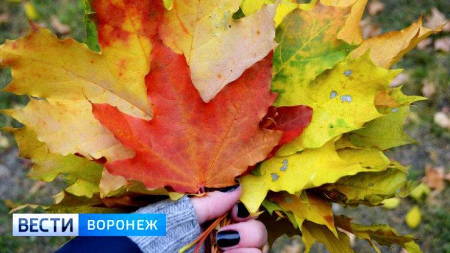 Метеорологи рассказали о погоде в октябре в Воронежской области
