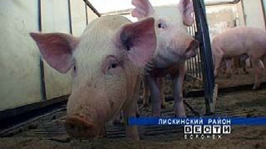 Воронежские свинофермы переведены на закрытый режим работы