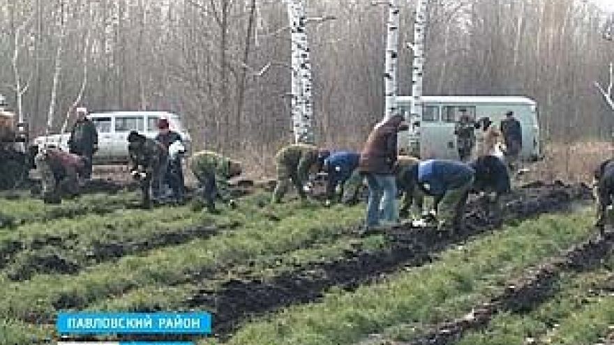 В Павловском районе саженцы - на вес золота