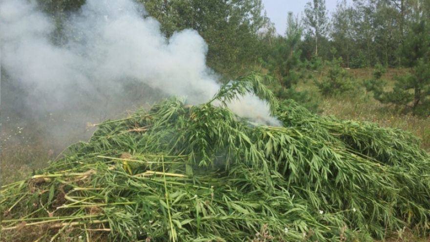 Полицейские сожгли плантацию конопли в Воронежской области