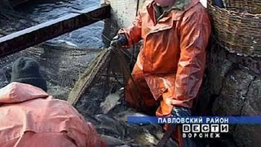 У рыбаков и сотрудников рыбоводческих хозяйств полное раздолье
