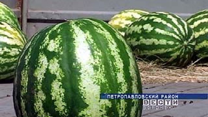 В Петропавловском районе собирают урожай ранних арбузов