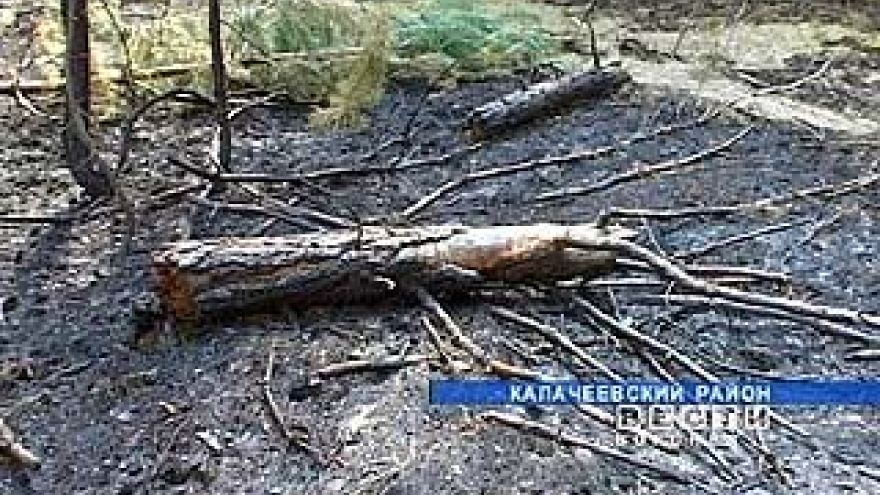 В воронежских лесах - пожарная тревога