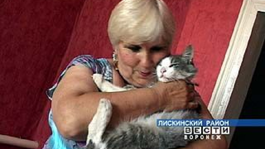 Кот Карим добрался из узбекского города Гулистана до Лисок