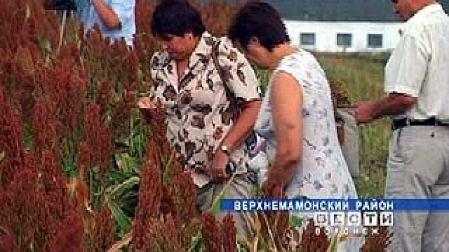 В Верхнемамонском районе прошел День поля