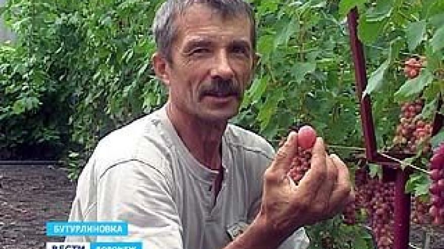Воронежский виноградарь выращивает на своём участке более 100 сортов