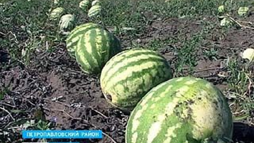 Хотите больших арбузов - спешите в Петропавловский район