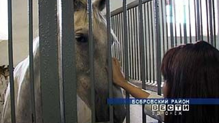 Хреновская школа наездников начала учебный год 1 сентября