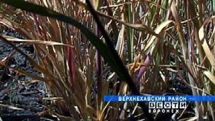Верхнехавские хозяйства терпят убытки из-за небывалой засухи