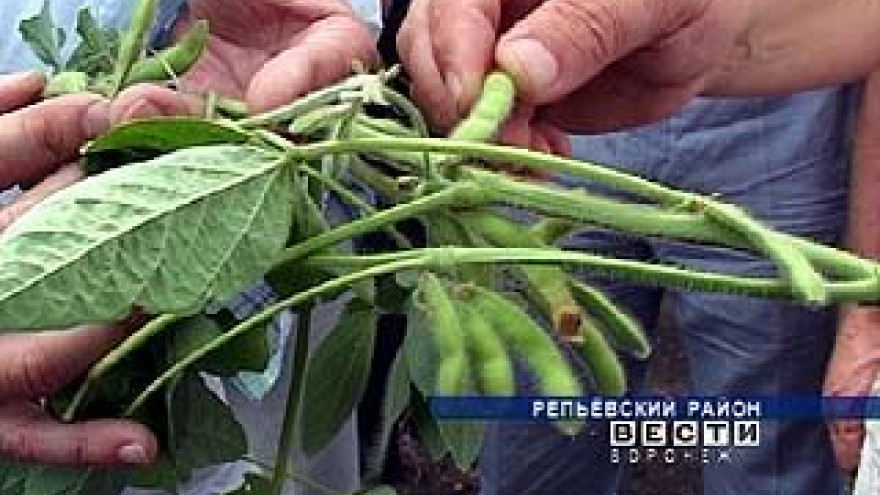 В Репьвском районе прошёл День сои