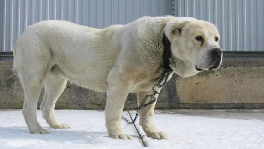 Школьница попала в воронежскую больницу после укусов алабая