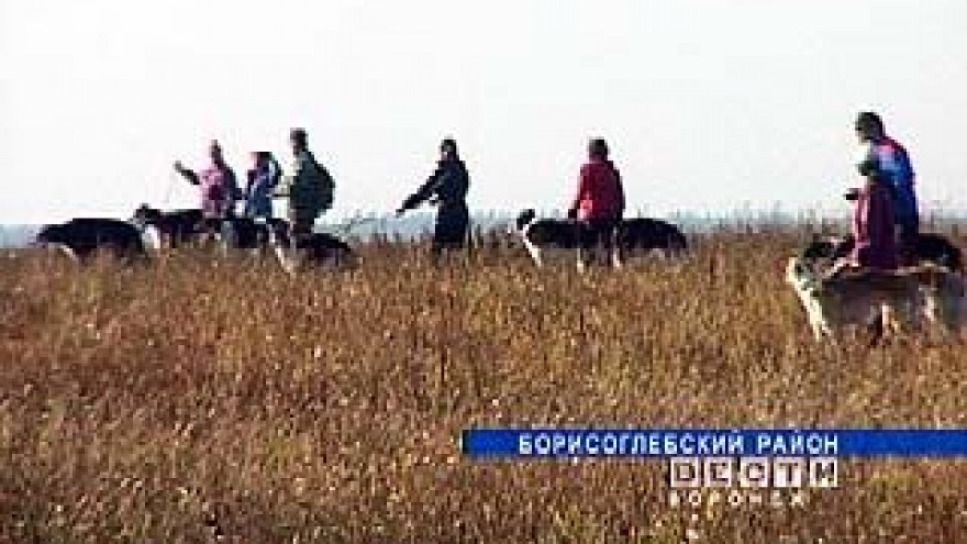 В Борисоглебске финишировали полевые испытания борзых