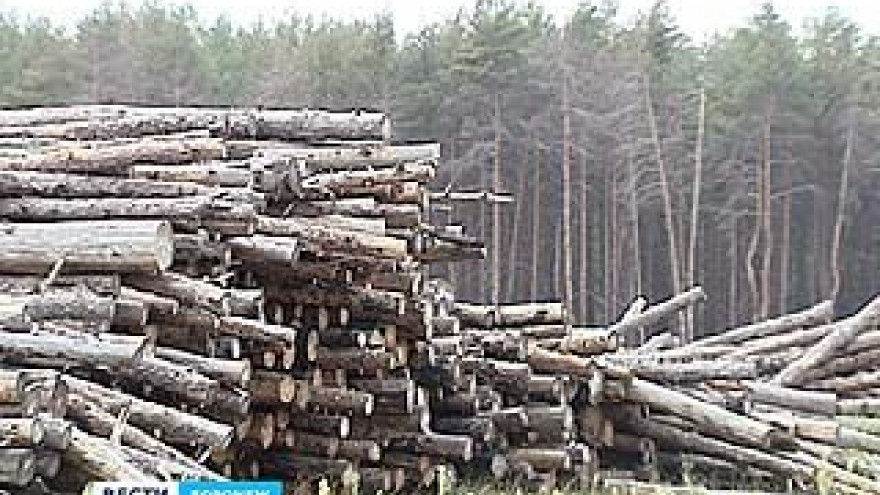 В Воронежской области гибнут защитные леса