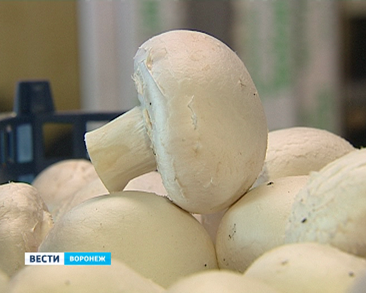 ​За один рейд в Воронеже изъято и уничтожено почти 250 килограммов польских грибов