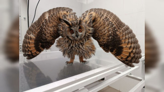 В Воронеже сотрудники театра спасли жизнь ушастой сове