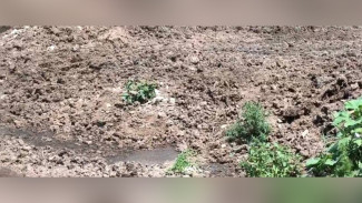 В воронежском посёлке обнаружили свалку отходов сахарной свёклы