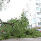 Шесть деревьев рухнули в Воронеже во время ночного урагана «Орхан»